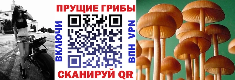 Псилоцибиновые грибы мицелий  Купить где  Дзержинский 